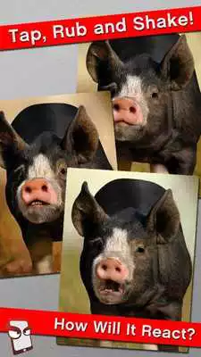 Play Angry Pig Free!