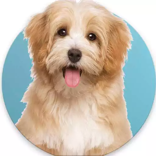 Play Animal Activities APK