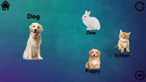 Play Animal Activities as an online game Animal Activities with UptoPlay