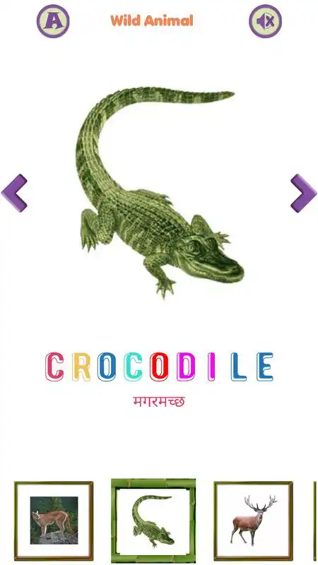 Play Animal and Birds learn and Spell.