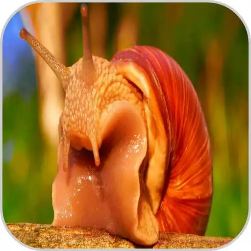 Free play online Animal Beautiful HD Wallpaper APK