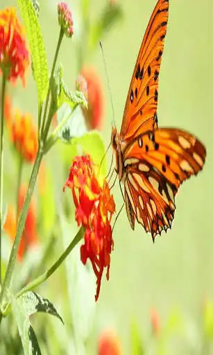 Play Animal Beautiful HD Wallpaper Play Animal Beautiful HD Wallpaper