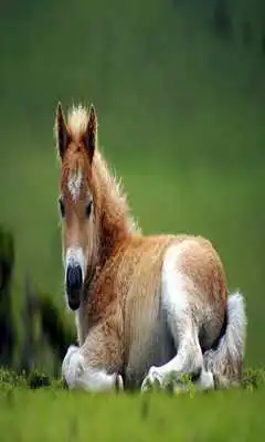 Play Animal Beautiful HD Wallpaper Play Animal Beautiful HD Wallpaper