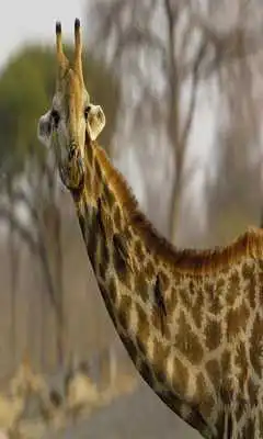 Play Animal Beautiful HD Wallpaper Play Animal Beautiful HD Wallpaper