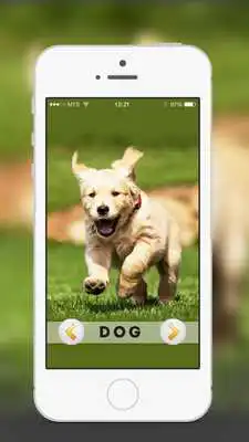 Play Animal  Birds Sound for kids