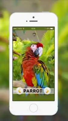Play Animal  Birds Sound for kids