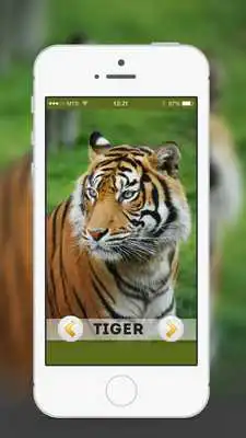 Play Animal  Birds Sound for kids