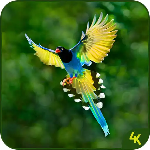 Play Animal  Birds Wallpaper (4k) APK