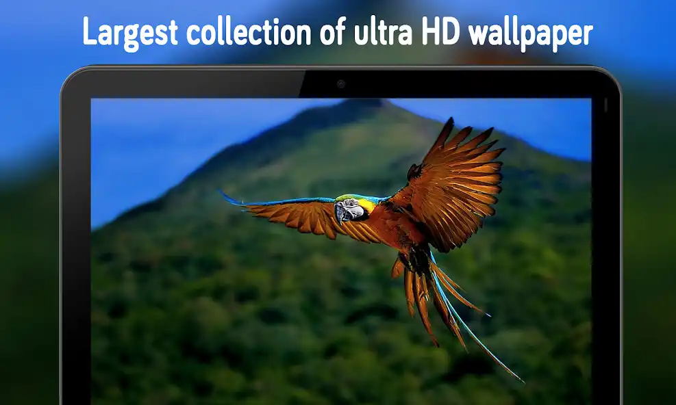 Play Animal  Birds Wallpaper (4k)  and enjoy Animal  Birds Wallpaper (4k) with UptoPlay