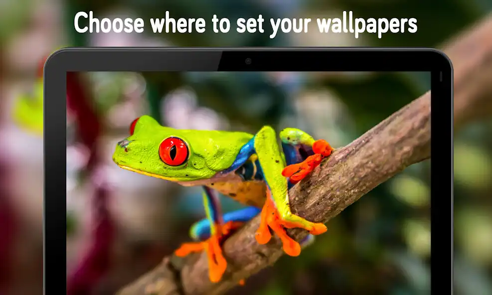 Play Animal  Birds Wallpaper (4k) as an online game Animal  Birds Wallpaper (4k) with UptoPlay