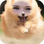 Free play online Animal Body Photo Editor APK