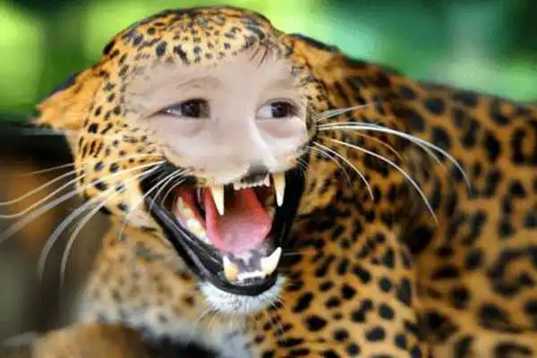 Play Animal Body Photo Editor