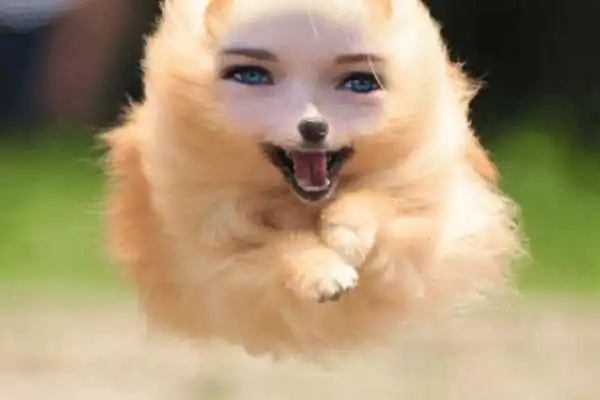 Play Animal Body Photo Editor