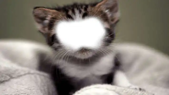 Play Animal Body Photo Maker