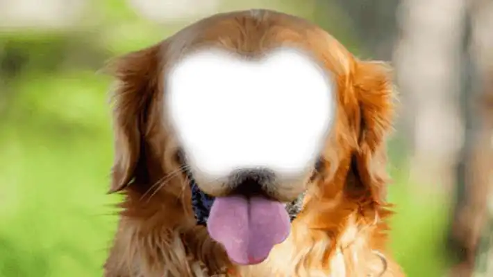Play Animal Body Photo Maker