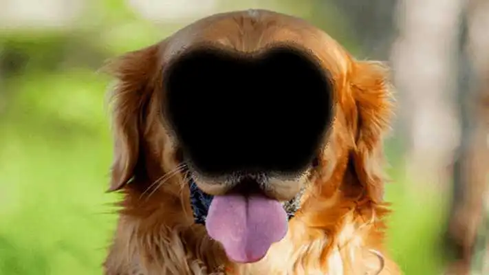 Play Animal Body Photo Maker