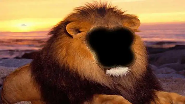 Play Animal Body Photo Maker