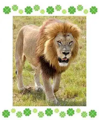 Play Animal Book ~ Free ~