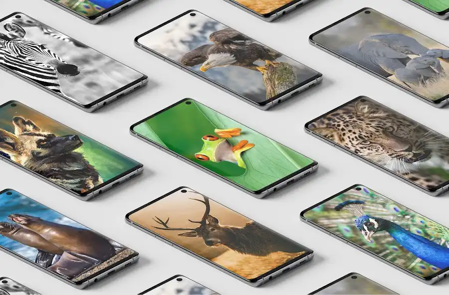 Play Animal cute wallpaper  and enjoy Animal cute wallpaper with UptoPlay