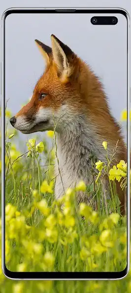 Play Animal cute wallpaper as an online game Animal cute wallpaper with UptoPlay