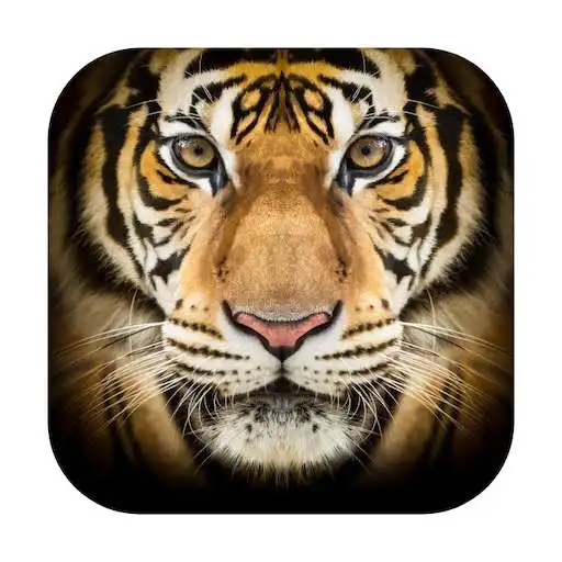 Play Animal documentaries APK Play Animal documentaries APK