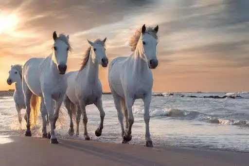Play Animal documentaries  and enjoy Animal documentaries with UptoPlay