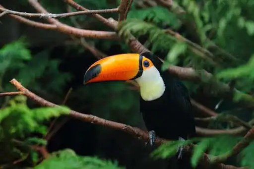 Play Animal documentaries as an online game Animal documentaries with UptoPlay