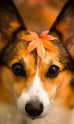 Play Animal Dogs Jigsaw Puzzle