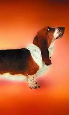 Play Animal Dogs Jigsaw Puzzle