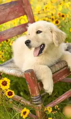 Play Animal Dogs Jigsaw Puzzle
