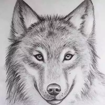 Play Animal Drawing Ideas Play Animal Drawing Ideas
