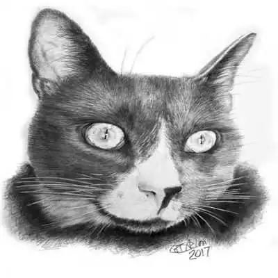 Play Animal Drawing Ideas Play Animal Drawing Ideas