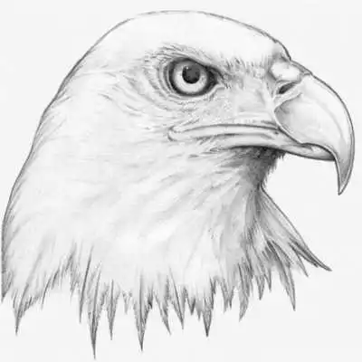 Play Animal Drawing Ideas Play Animal Drawing Ideas