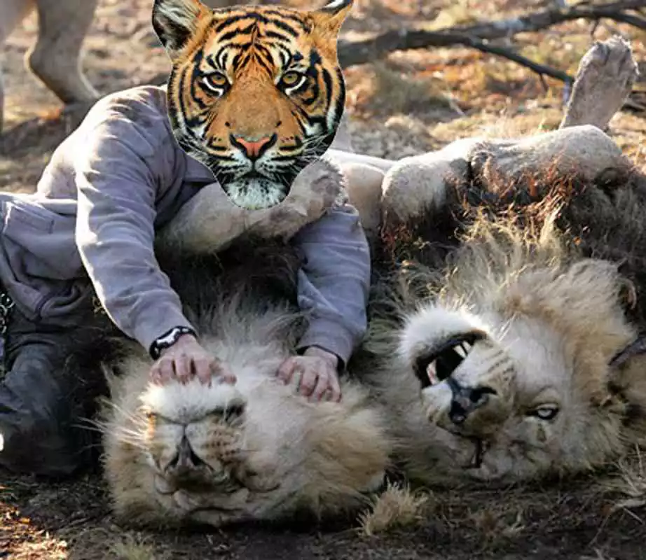 Play Animal Face Changing Editor