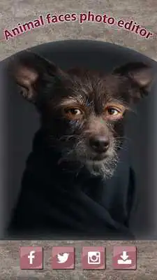 Play Animal Faces Photo Editor