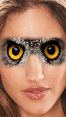 Play Animal Face Swap Play Animal Face Swap