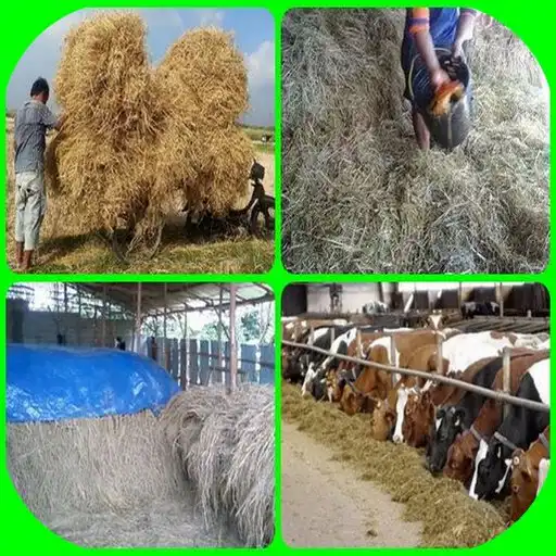 Play animal feed fermentation APK Play animal feed fermentation APK