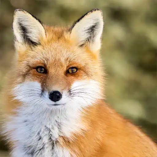 Play Animal HD Jigsaw Puzzles  and enjoy Animal HD Jigsaw Puzzles with UptoPlay