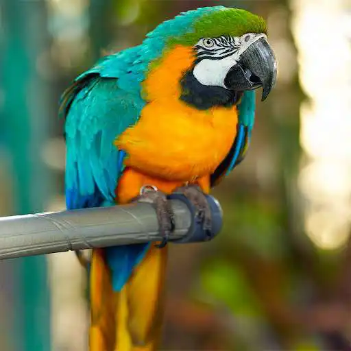 Play Animal HD Jigsaw Puzzles as an online game Animal HD Jigsaw Puzzles with UptoPlay