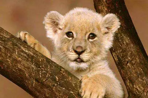 Play Animal Jigsaw Puzzles as an online game Animal Jigsaw Puzzles with UptoPlay