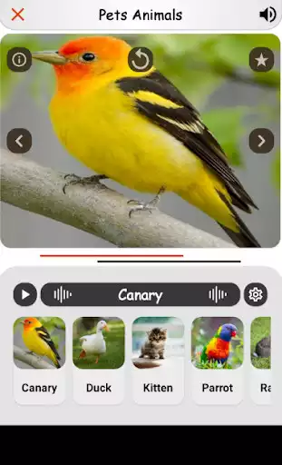 Play APK Animal Kingdom  and enjoy Animal Kingdom with UptoPlay shemetenga.animalkingdom