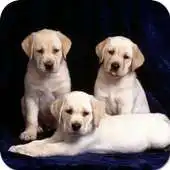 Free play online Animal Life Wallpapers APK Free play online Animal Life Wallpapers APK