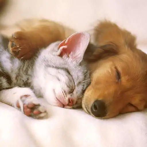 Play Animal Live Wallpaper APK