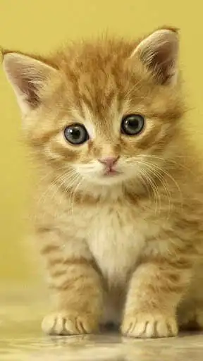 Play Animal Live Wallpaper  and enjoy Animal Live Wallpaper with UptoPlay