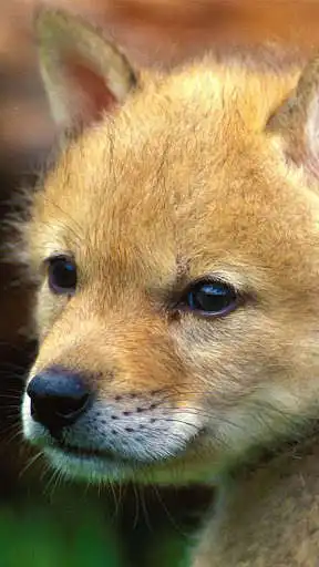 Play Animal Live Wallpaper as an online game Animal Live Wallpaper with UptoPlay