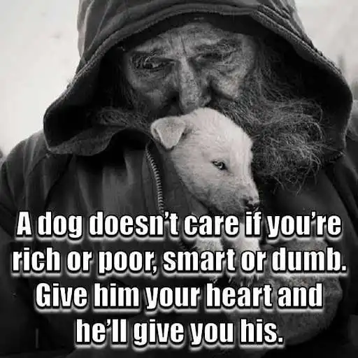 Play Animal Lover Quotes - Dog Lover Status - Cat Love and enjoy Animal Lover Quotes - Dog Lover Status - Cat Love with UptoPlay Play Animal Lover Quotes - Dog Lover Status - Cat Love and enjoy Animal Lover Quotes - Dog Lover Status - Cat Love with UptoPlay