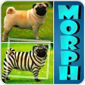 Free play online Animal Morphing: Zebra Hybrid APK Free play online Animal Morphing: Zebra Hybrid APK
