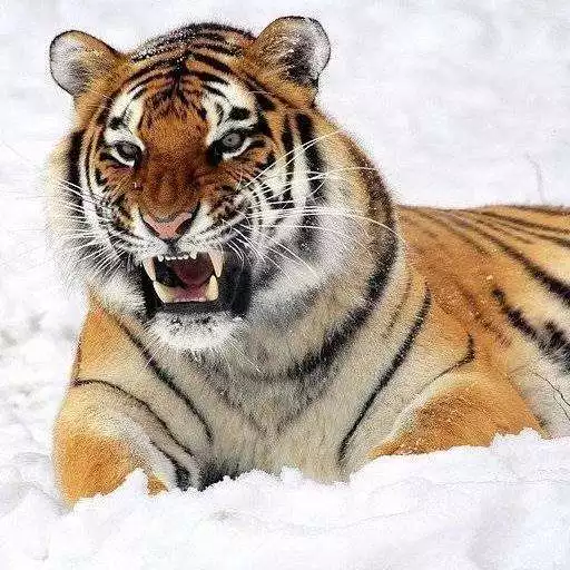 Play Animal Pedia APK Play Animal Pedia APK
