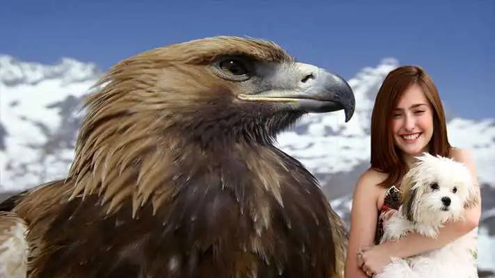 Play Animal Photo Effect