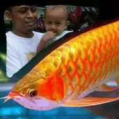 Free play online Animal photo frames Cframe APK